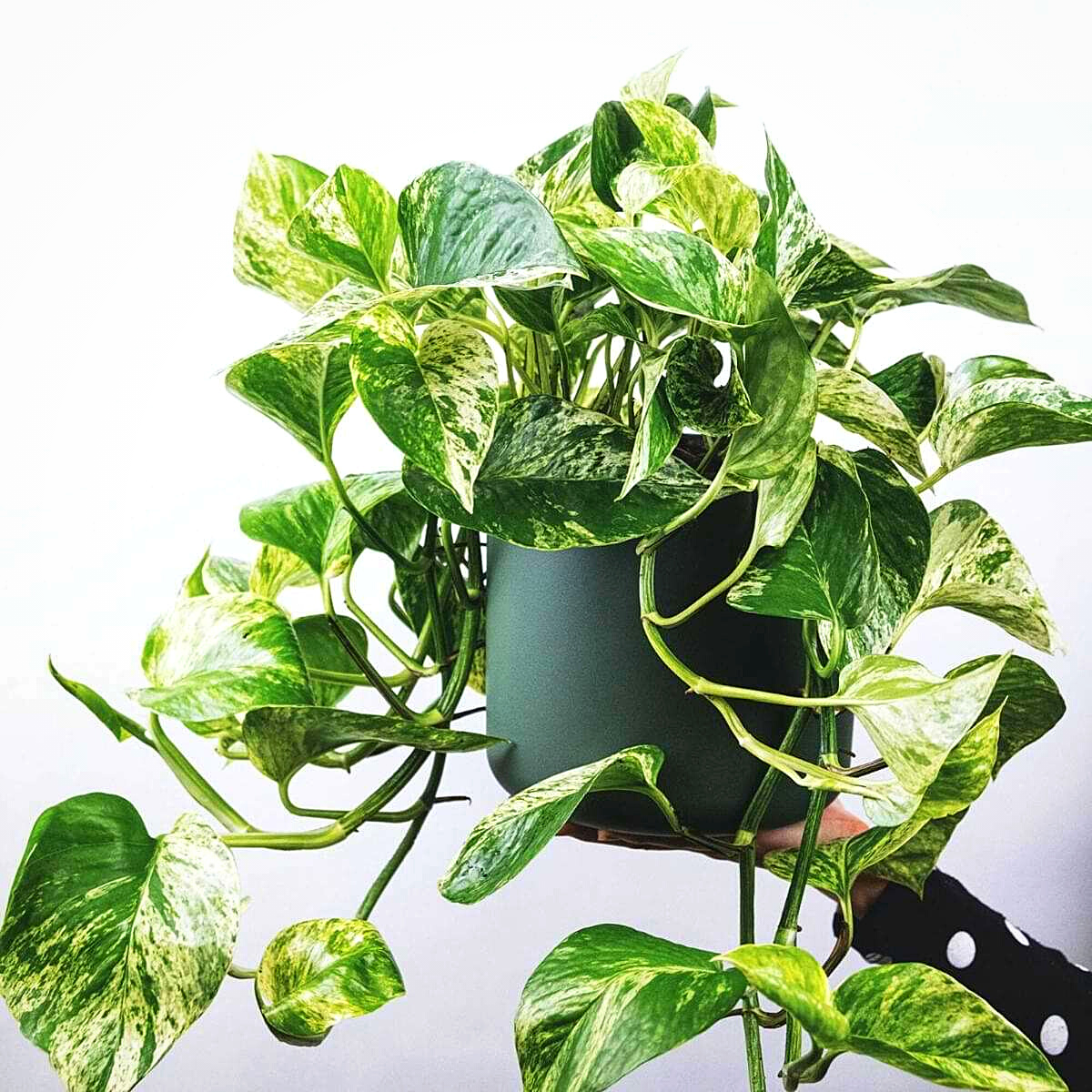 Golden Pothos are Considered to be Among the Best Bathroom Plants- Article on Thursd
